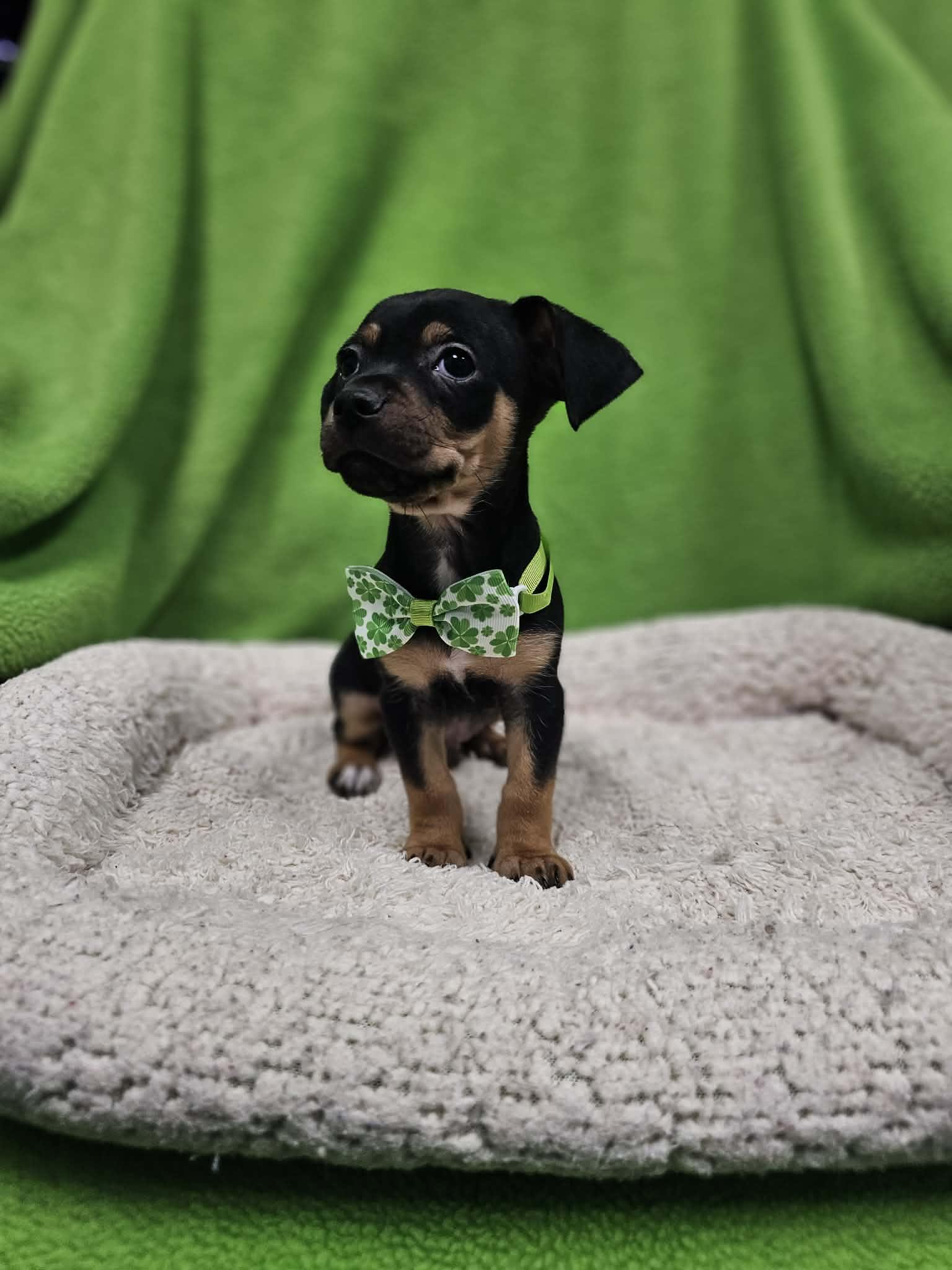 Budah / Max, a Adopted mixed breed in San Angelo , TX image 3/5