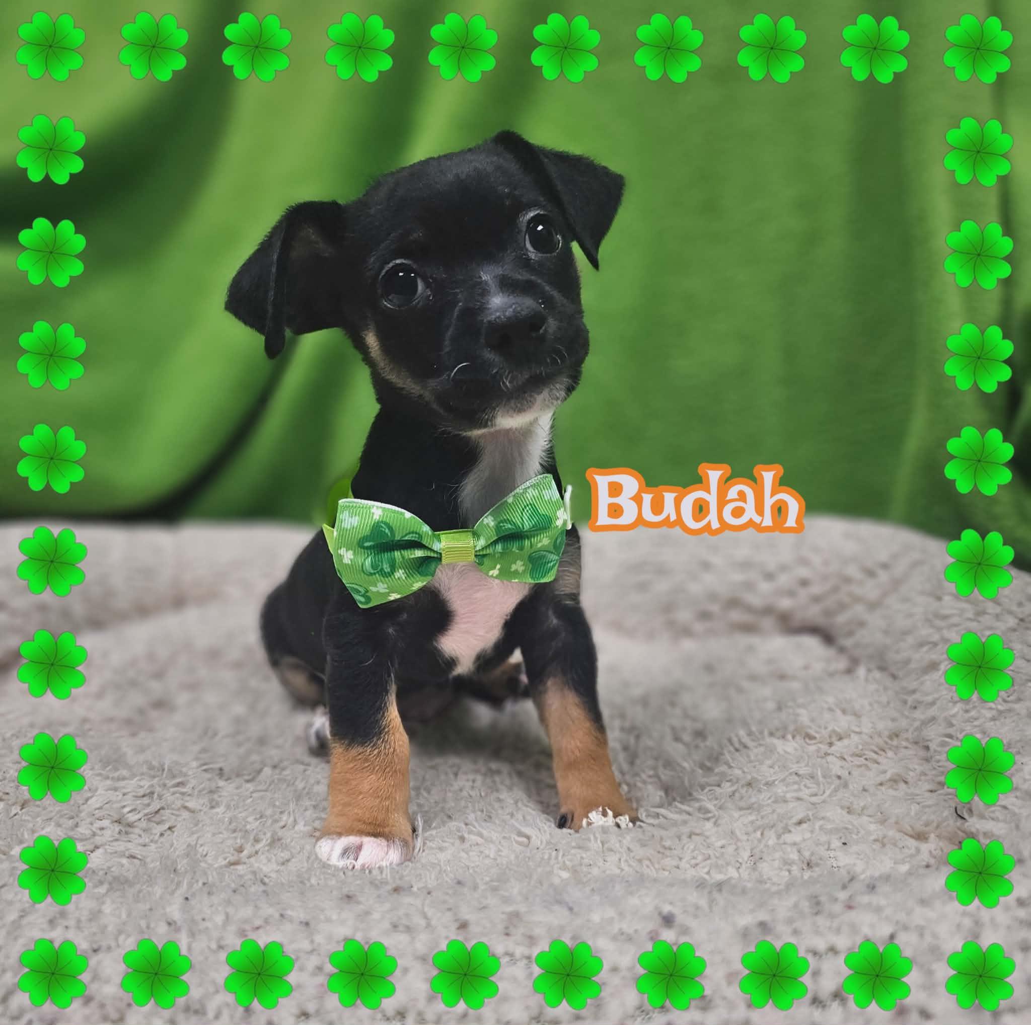 Budah / Max, a Adopted mixed breed in San Angelo , TX image 5/5