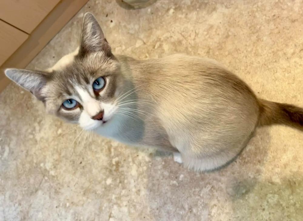 Enlarge Odette, a Adoptable mixed breed in Dorr, MI image 2/6