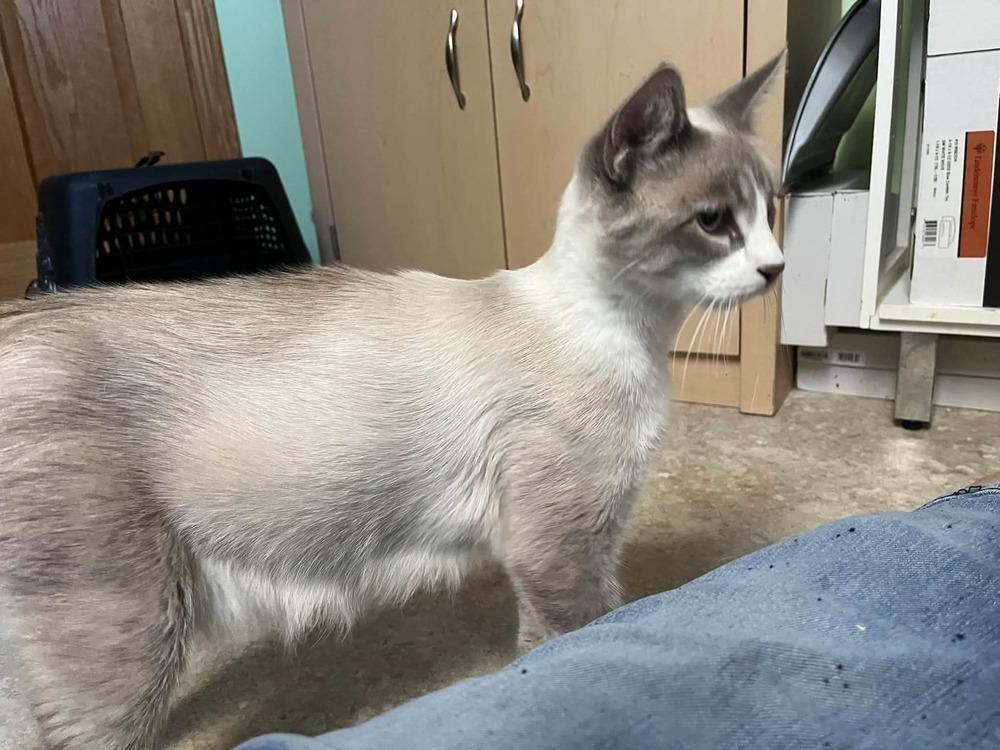 Enlarge Odette, a Adoptable mixed breed in Dorr, MI image 4/6
