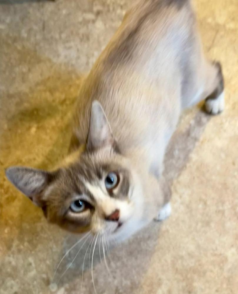 Enlarge Odette, a Adoptable mixed breed in Dorr, MI image 5/6