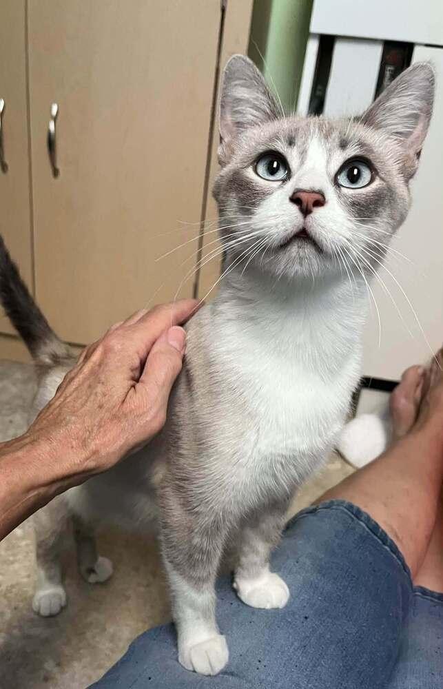 Enlarge Odette, a Adoptable mixed breed in Dorr, MI image 6/6