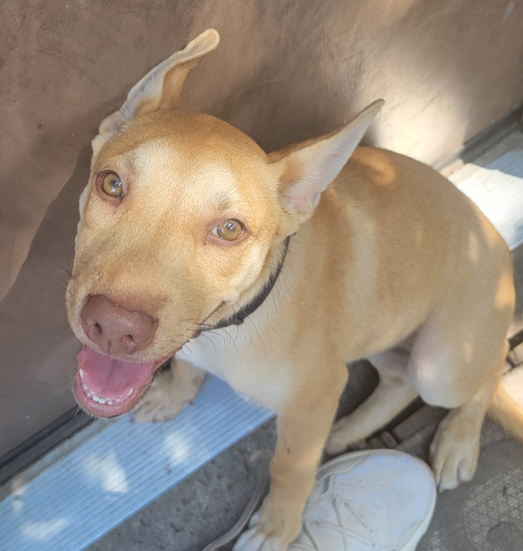 Dog for adoption Queen, a Mixed Breed in Springfield , MO Petfinder