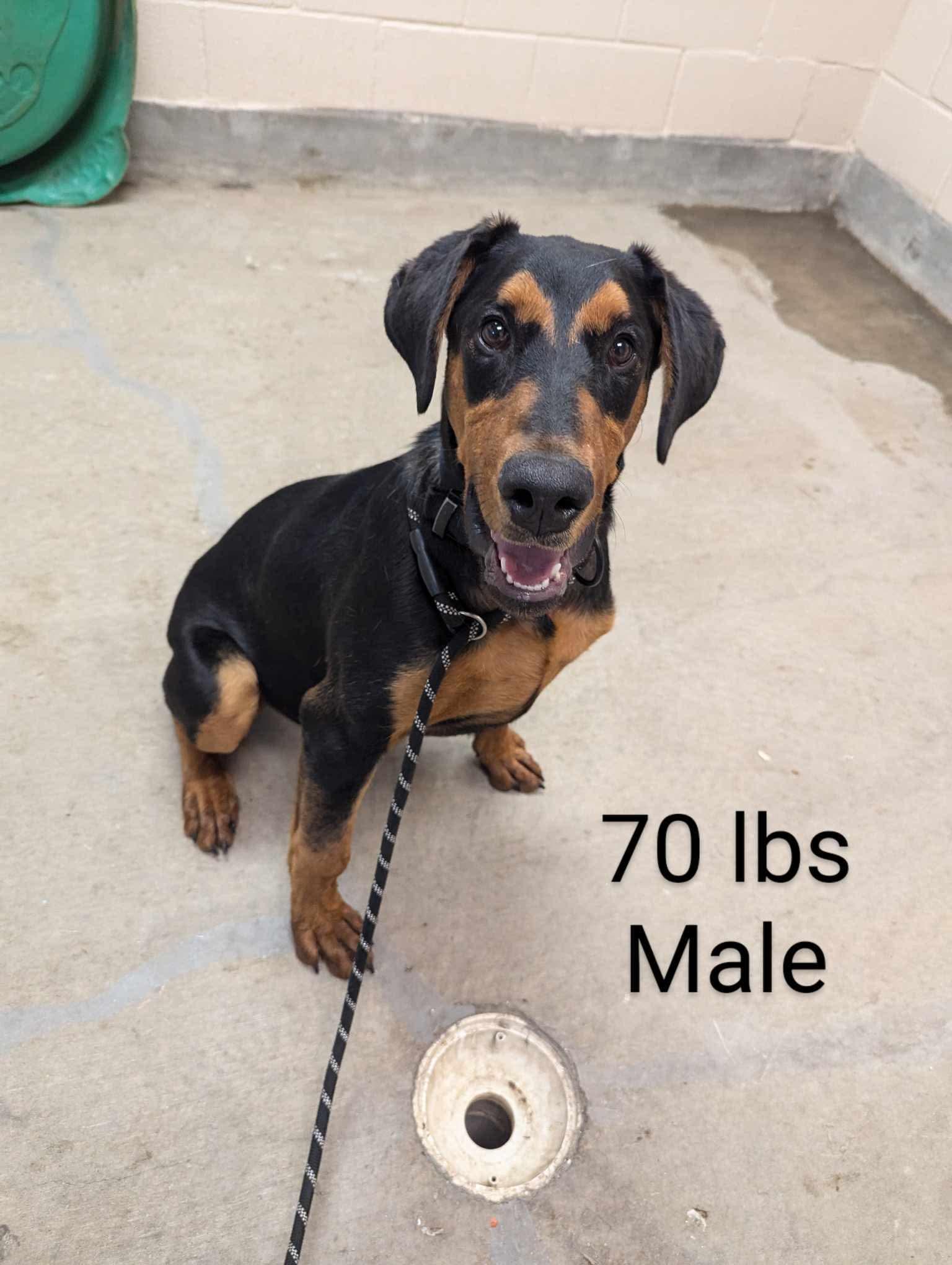 Drake, an adoptable Doberman Pinscher in Amarillo, TX, 79105 | Photo Image 1