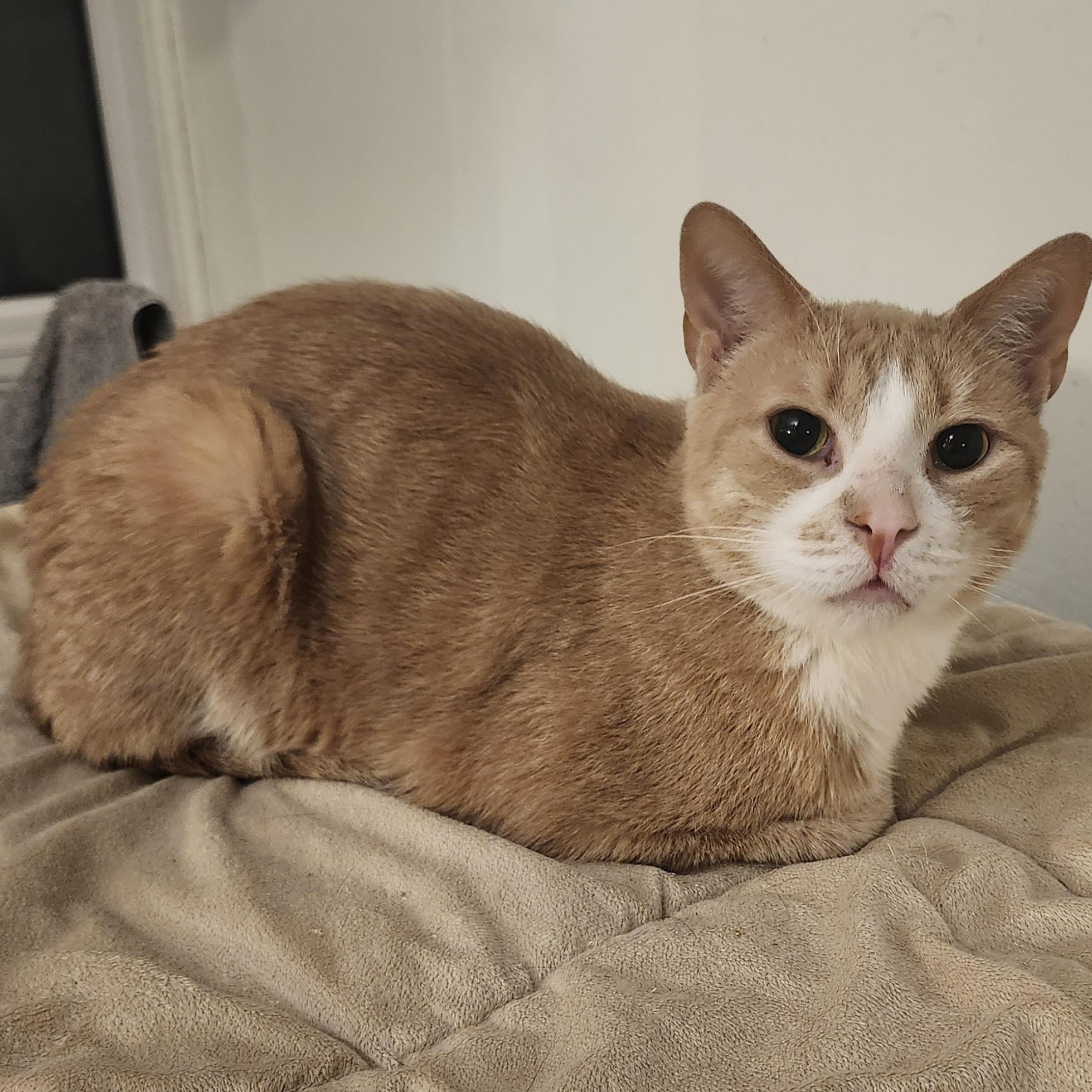 Enlarge Cameron (Cam), a ADOPTABLE Domestic Short Hair in Scarborough, ON image 1/1