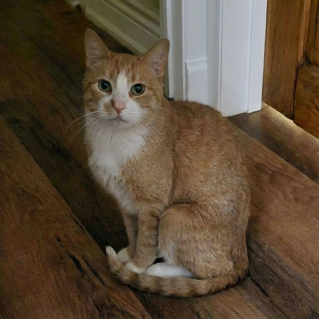 Enlarge Cameron (Cam), a ADOPTABLE Domestic Short Hair in Scarborough, ON image 1/1