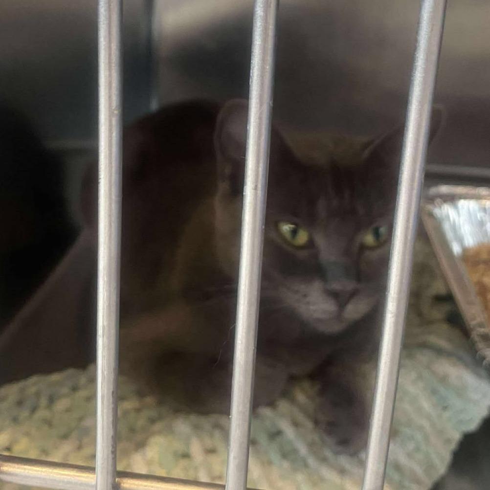 Niagara, Adoptable, Adult Female Domestic Short Hair.