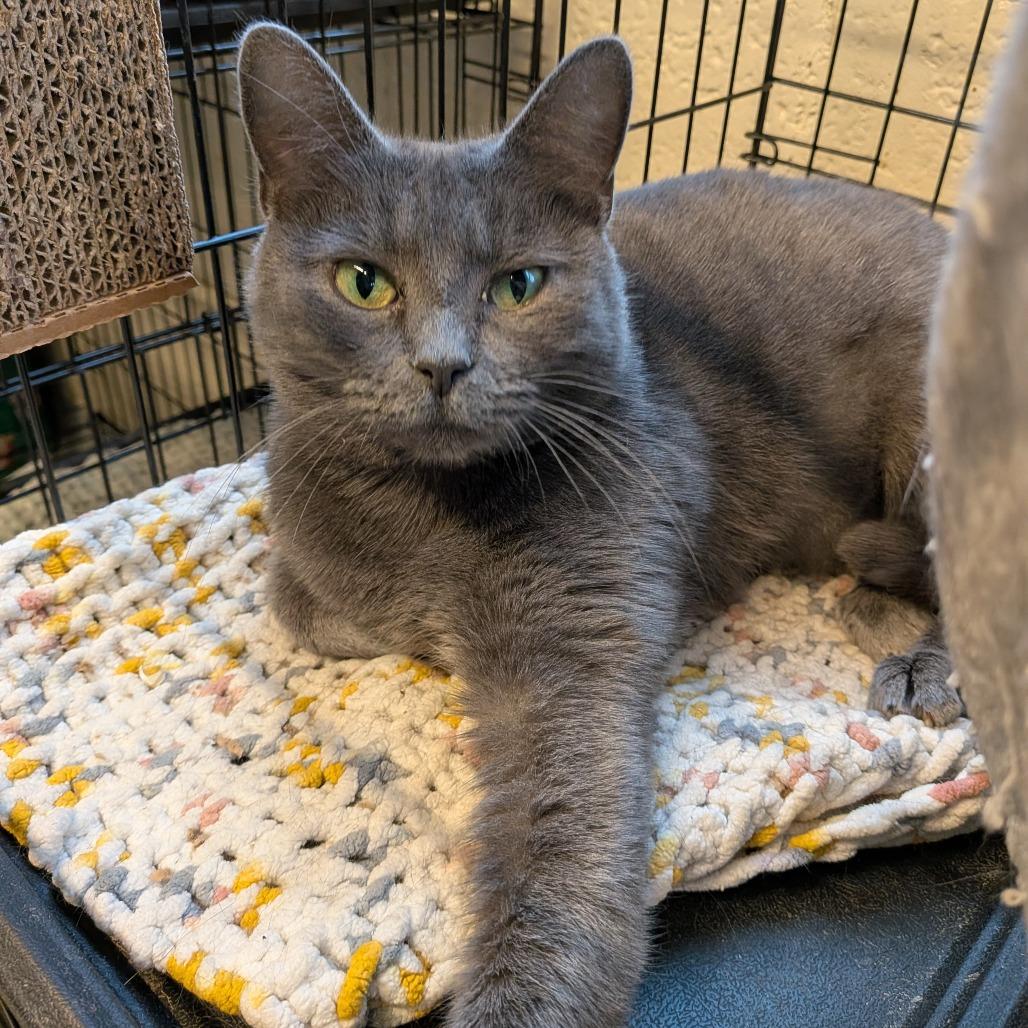 Enlarge Niagara, a Adoptable Domestic Short Hair in Huntington, WV image 2/2