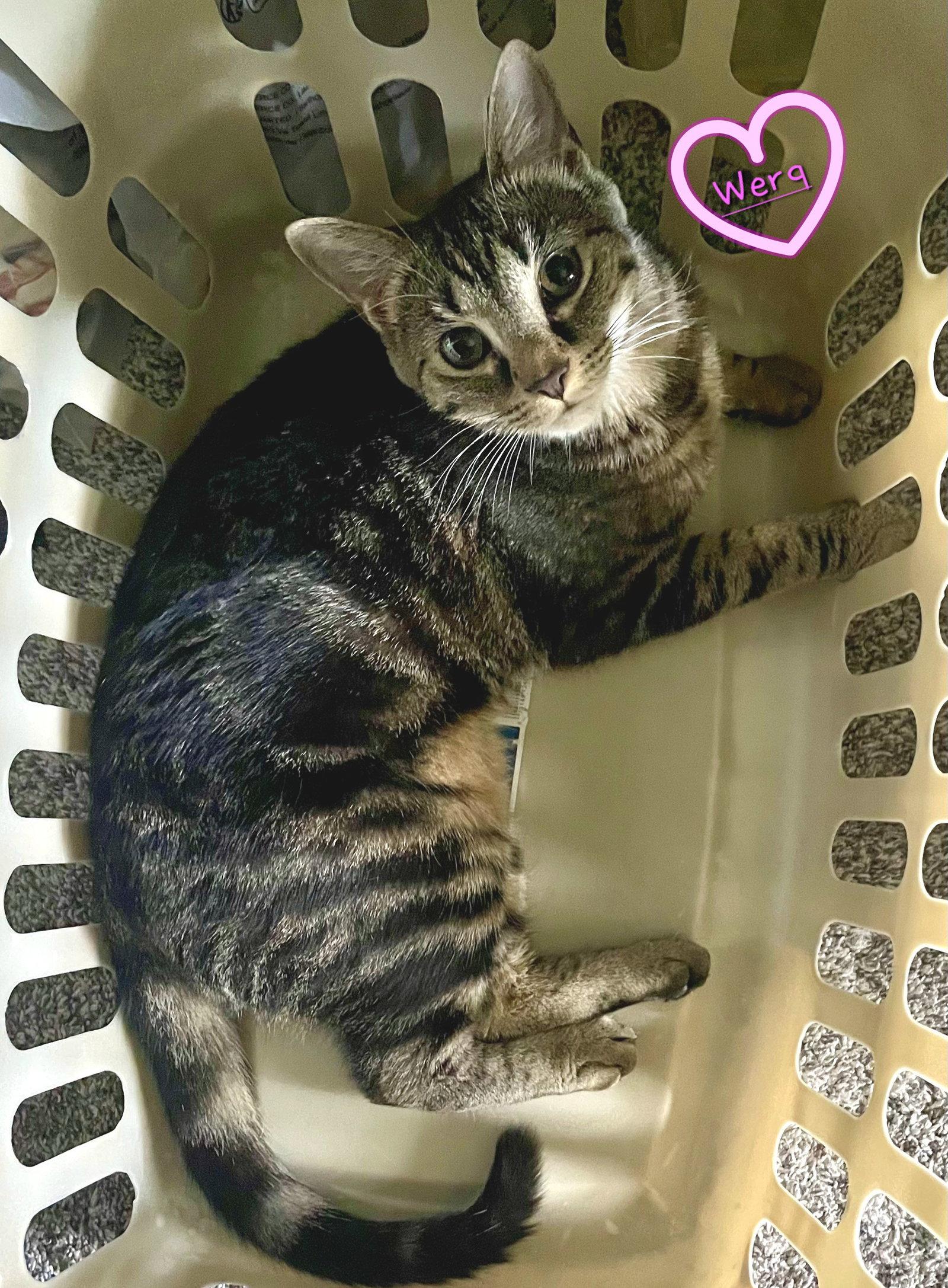 Werq, Adoptable, Young Female Domestic Short Hair.