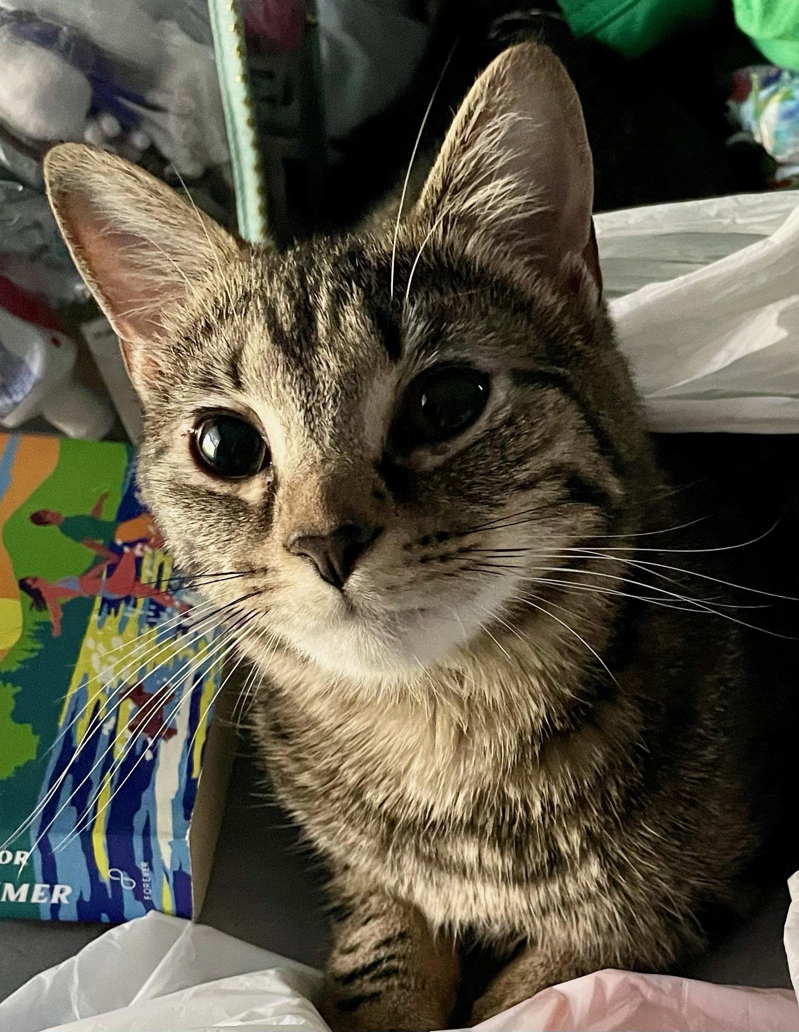 Werq, Adoptable, Young Female Domestic Short Hair.