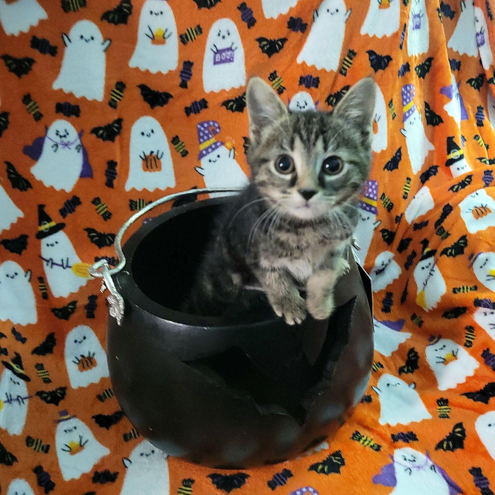 Werq, Adoptable, Kitten Female Domestic Short Hair.