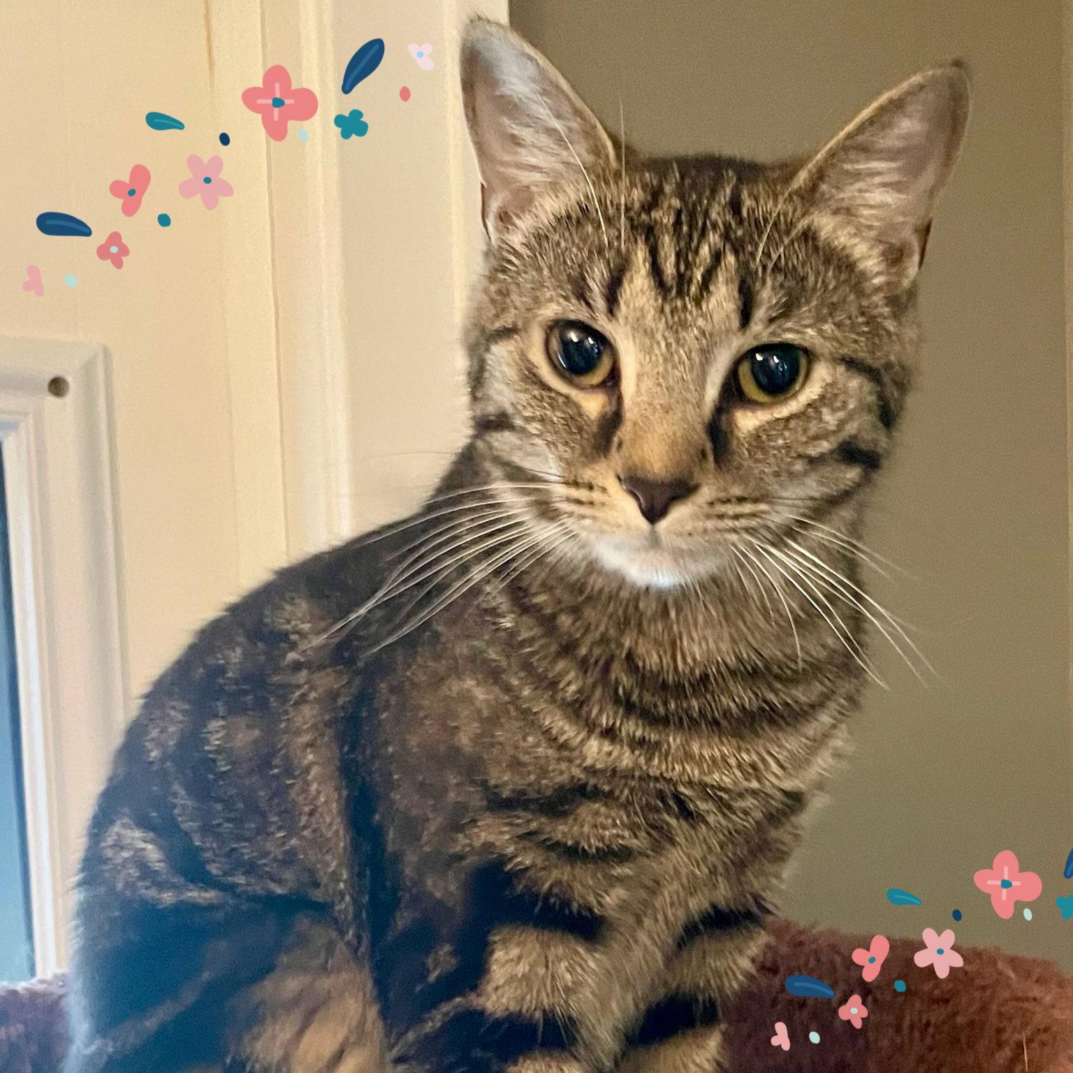 Enlarge Werq, a Adoptable Domestic Short Hair in Akron, OH image 2/3