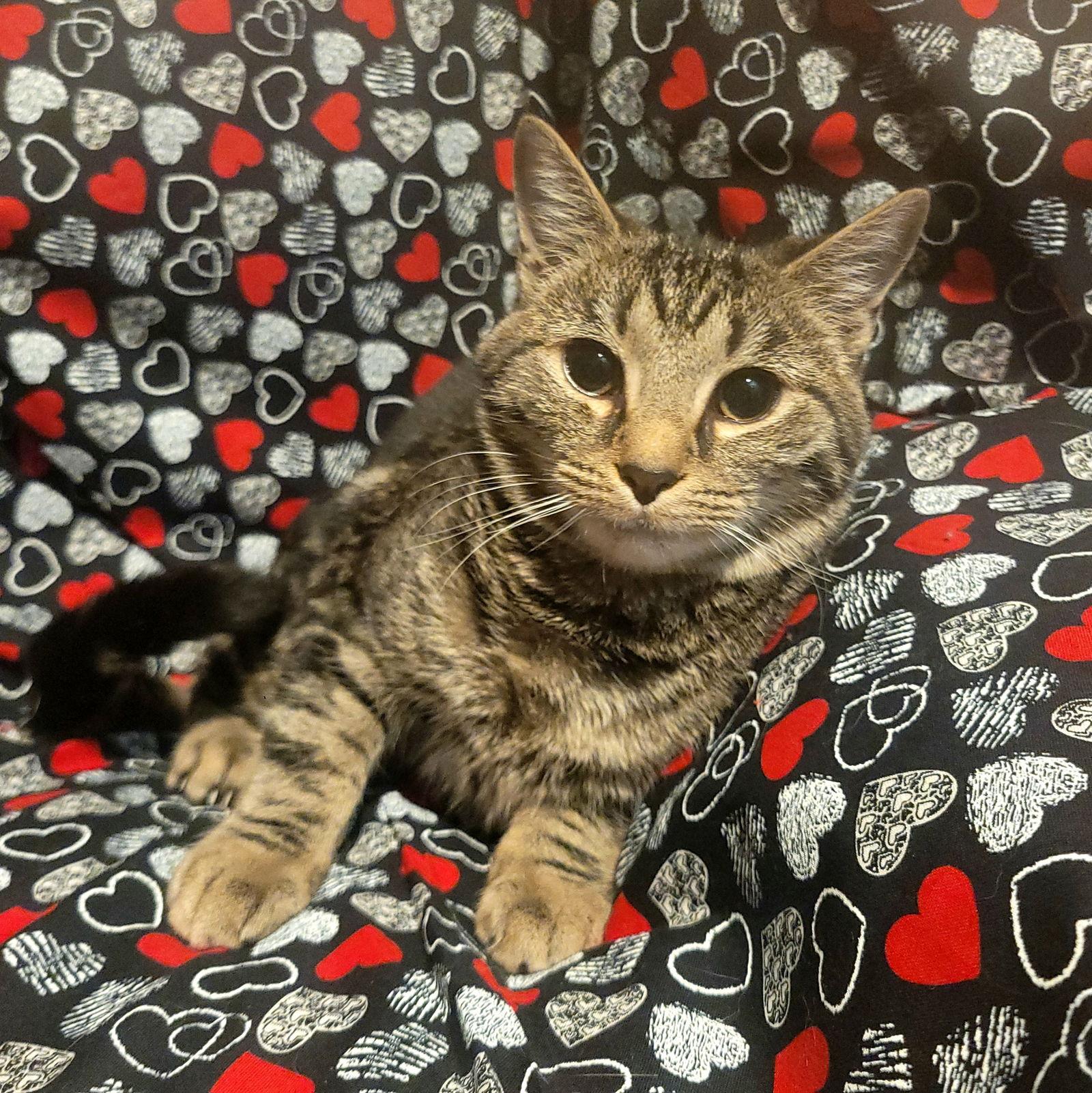 Enlarge Werq, a Adoptable Domestic Short Hair in Akron, OH image 1/3