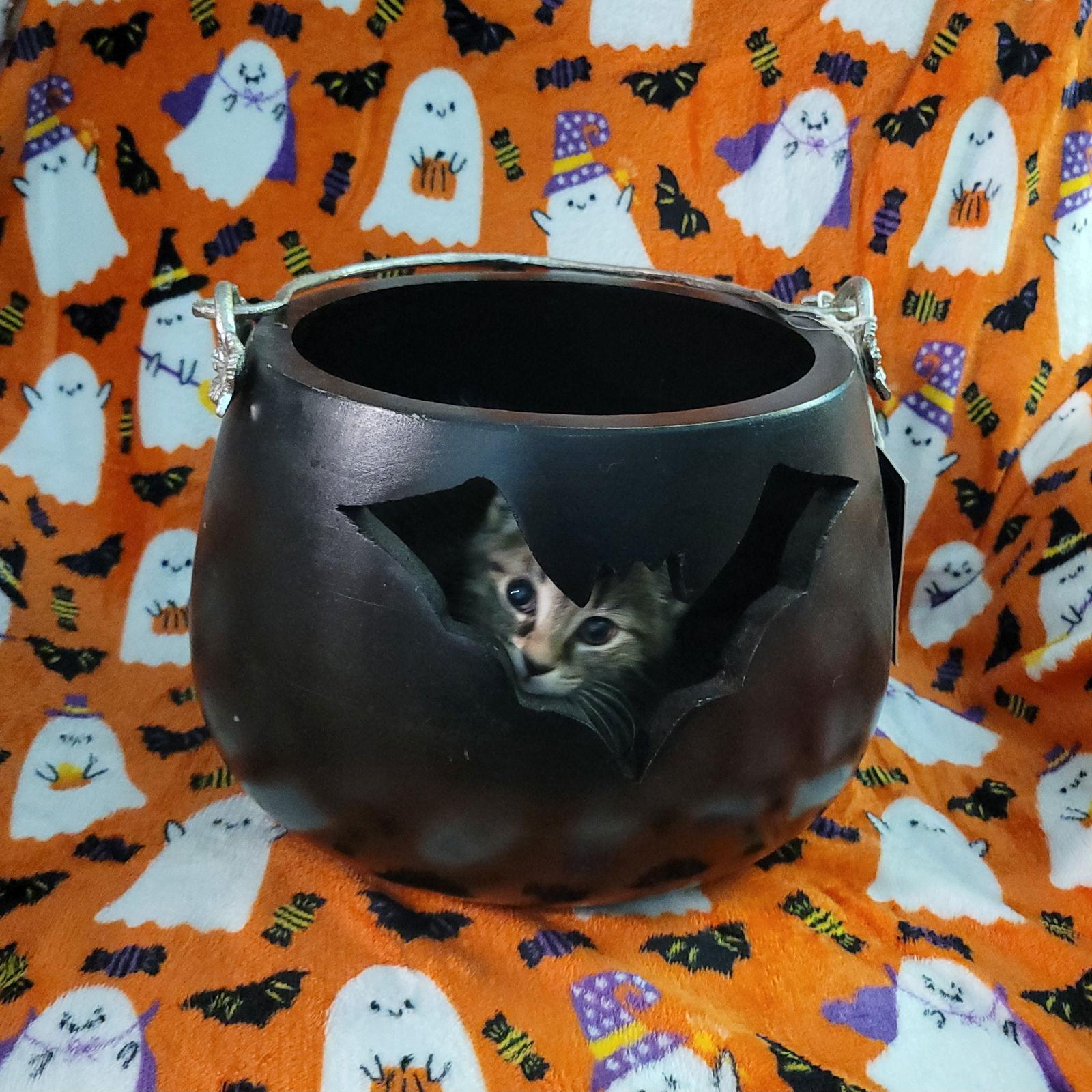 Enlarge Werq, a Adoptable Domestic Short Hair in Akron, OH image 2/3