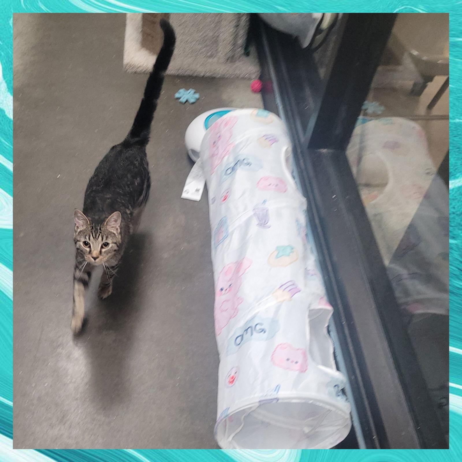 Enlarge Werq, a Adoptable Domestic Short Hair in Akron, OH image 2/3