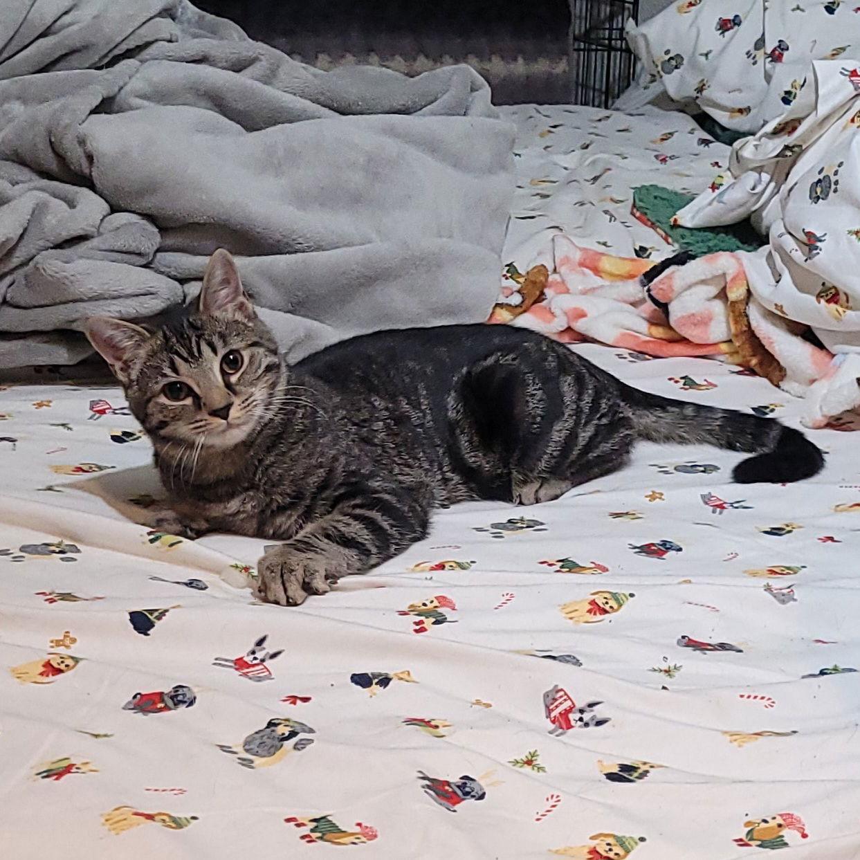 Enlarge Werq, a Adoptable Domestic Short Hair in Akron, OH image 3/3