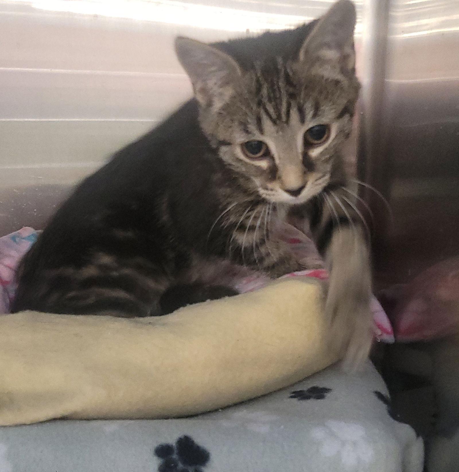 Enlarge Werq, a Adoptable Domestic Short Hair in Akron, OH image 3/3