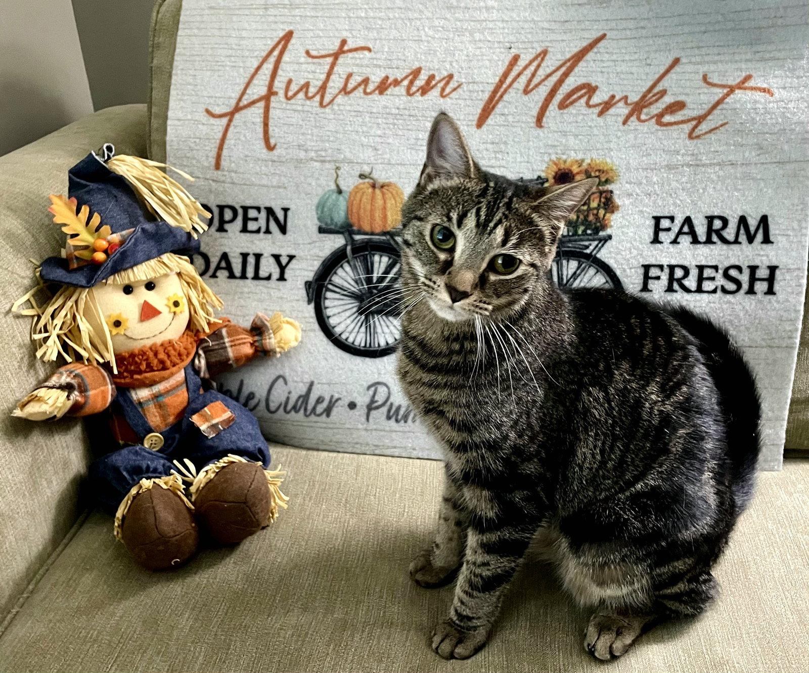 Enlarge Werq, a Adoptable Domestic Short Hair in Akron, OH image 3/3
