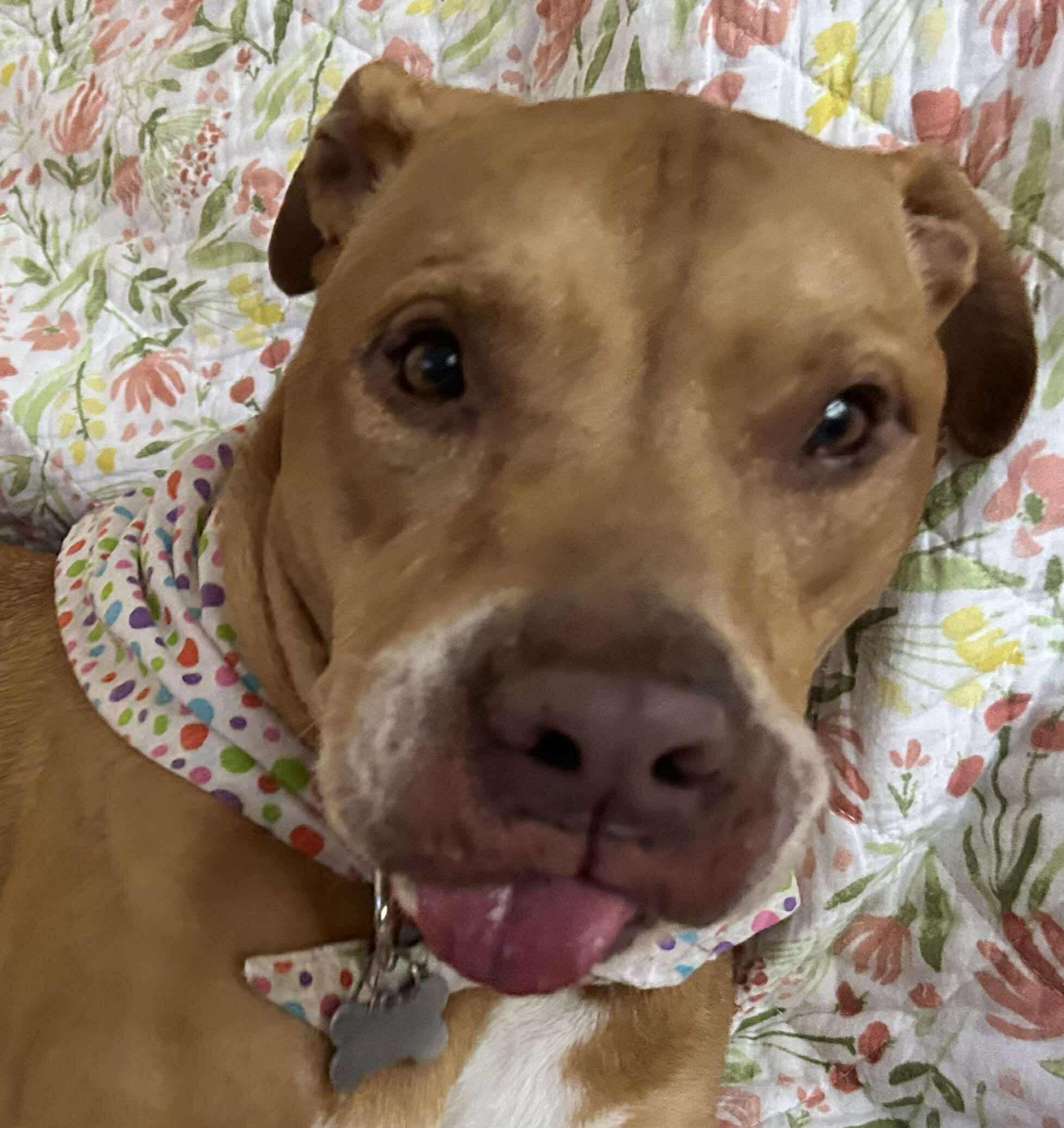 Hunny, Senior Female unknown