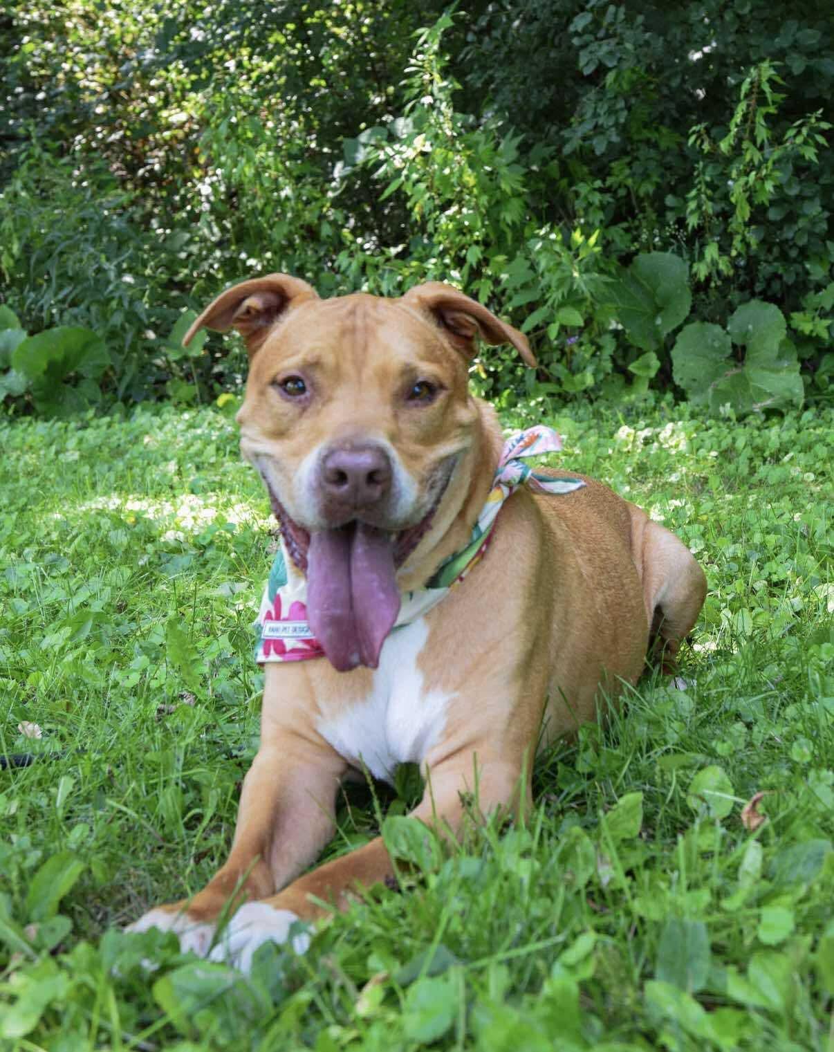 Hunny, Senior Female unknown