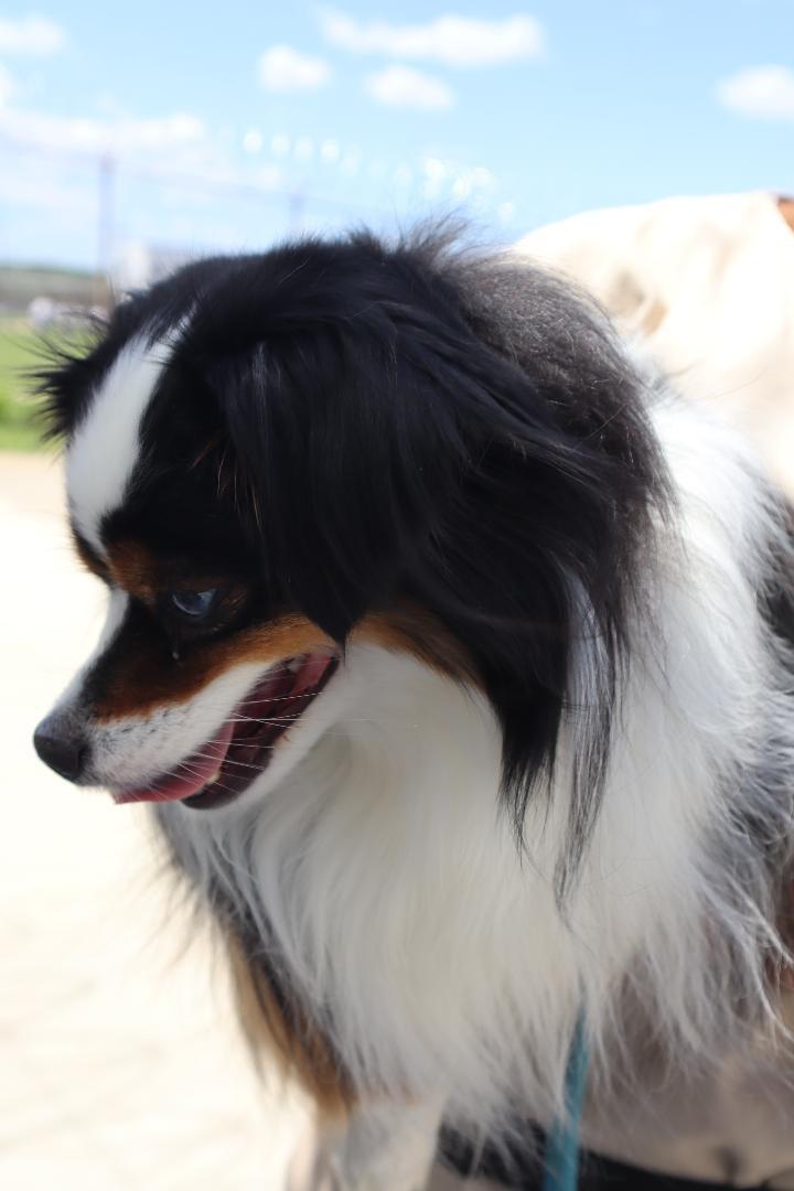 Falcon, a ADOPTABLE Australian Shepherd in Goshen, KY image 2/3
