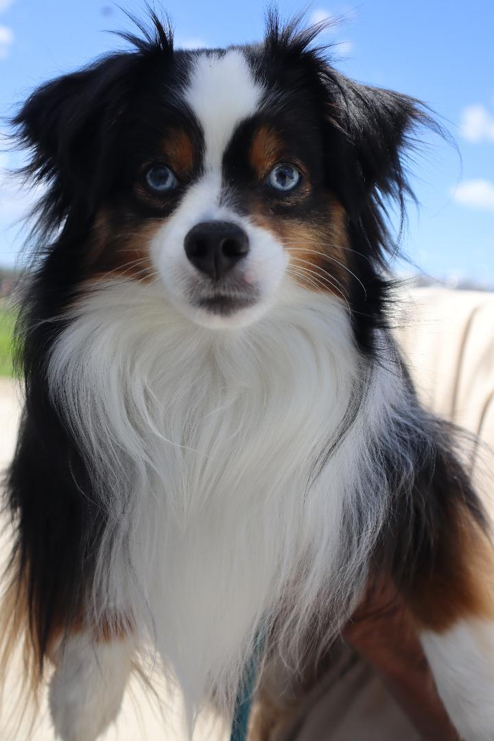 Falcon, a ADOPTABLE Australian Shepherd in Goshen, KY image 1/3
