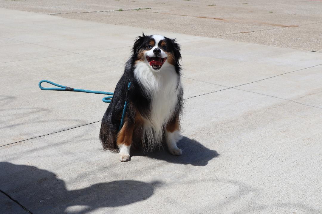 Falcon, a ADOPTABLE Australian Shepherd in Goshen, KY image 3/3