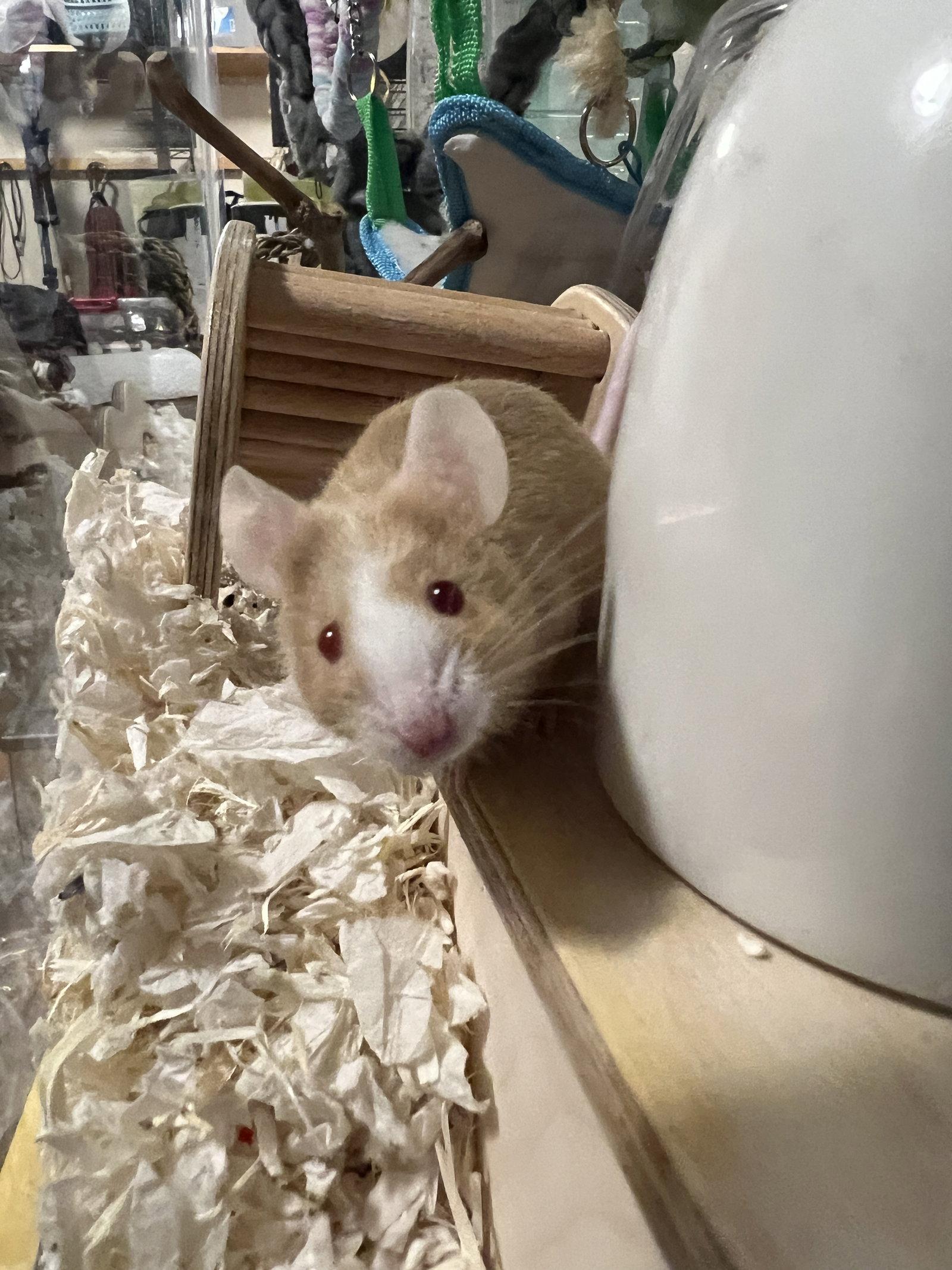 Oliver, Adopted, Young Male Mouse.