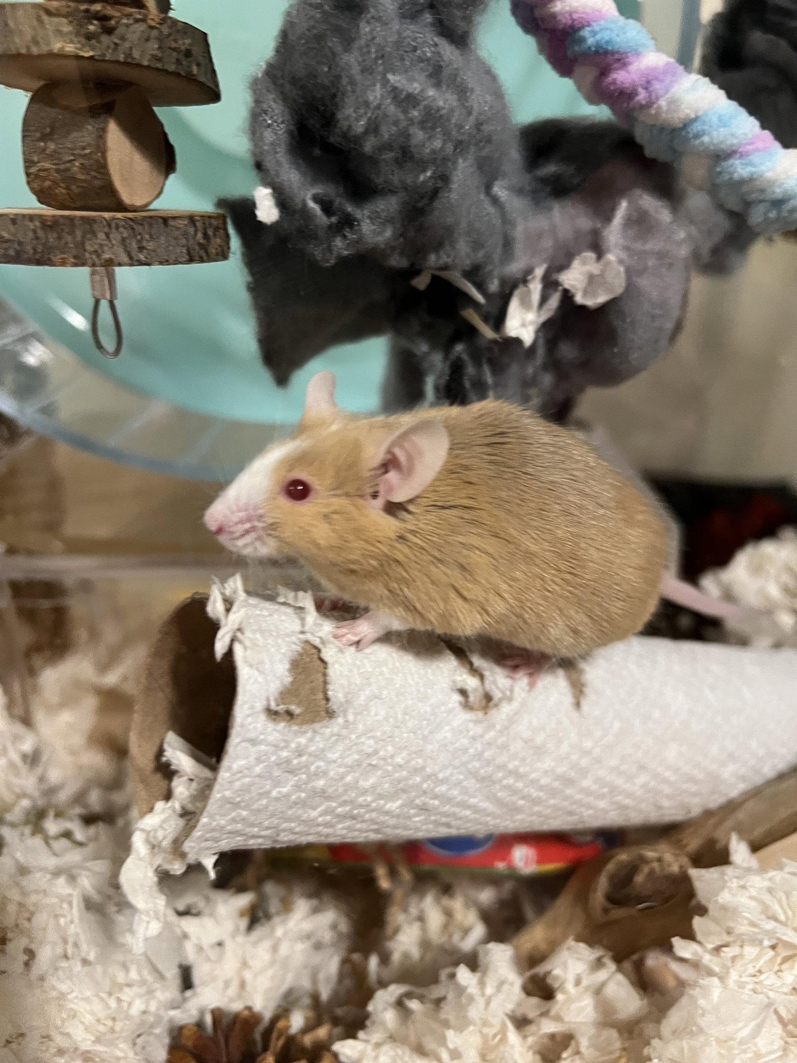 Enlarge Oliver, a Adopted Mouse in Frederick, MD image 2/3