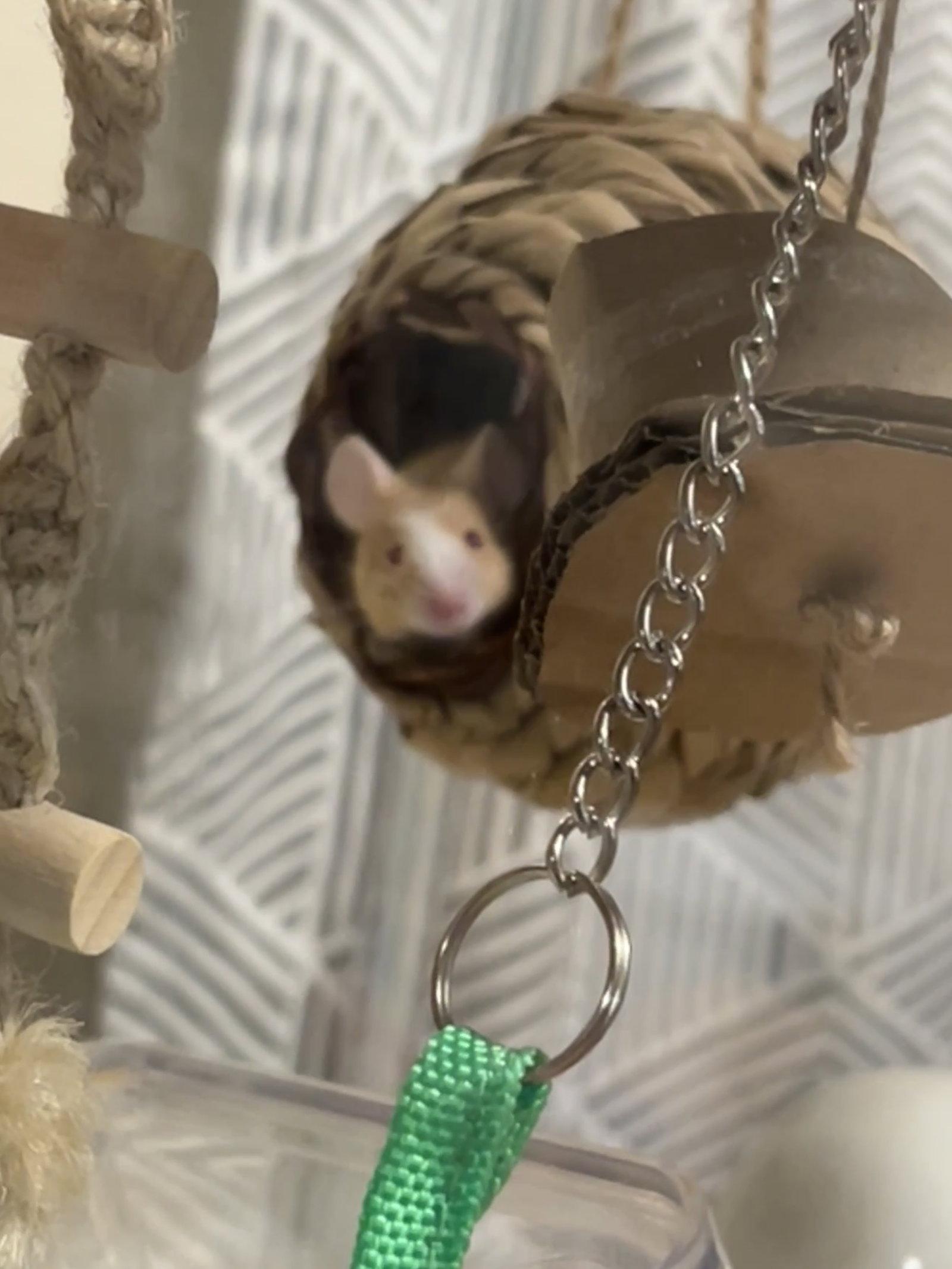 Enlarge Oliver, a Adopted Mouse in Frederick, MD image 3/3