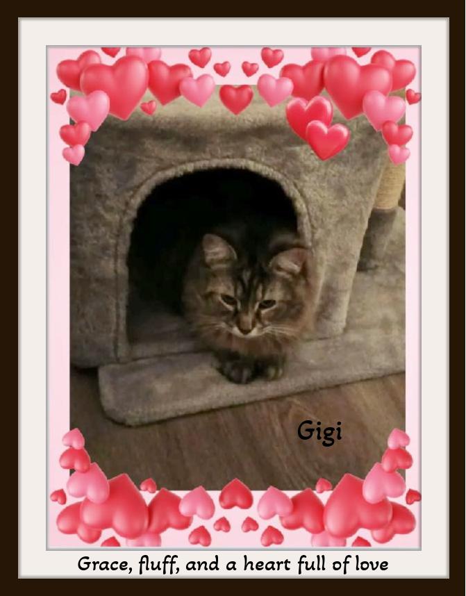 Gigi: elegance, fluff, and queen‑level charm!, a ADOPTABLE mixed breed in Winston Salem, NC image 3/6