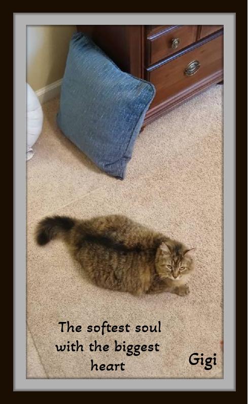 Gigi: elegance, fluff, and queen‑level charm!, a ADOPTABLE mixed breed in Winston Salem, NC image 5/6