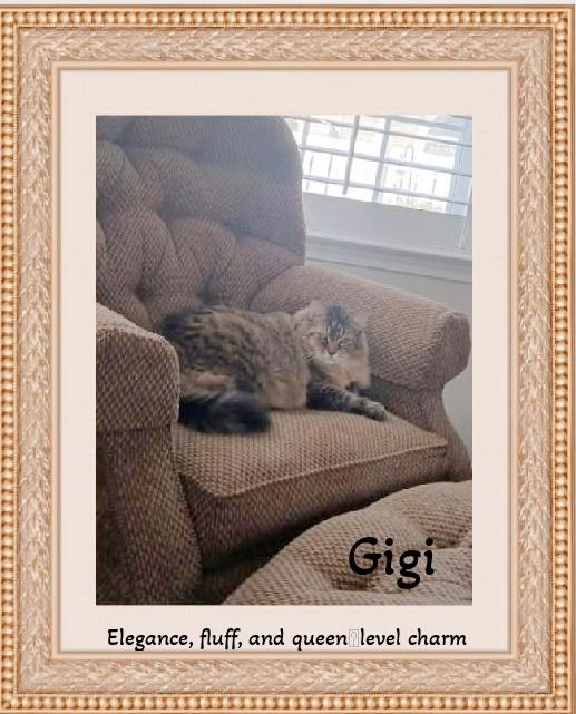 Gigi: elegance, fluff, and queen‑level charm!, a ADOPTABLE mixed breed in Winston Salem, NC image 2/6