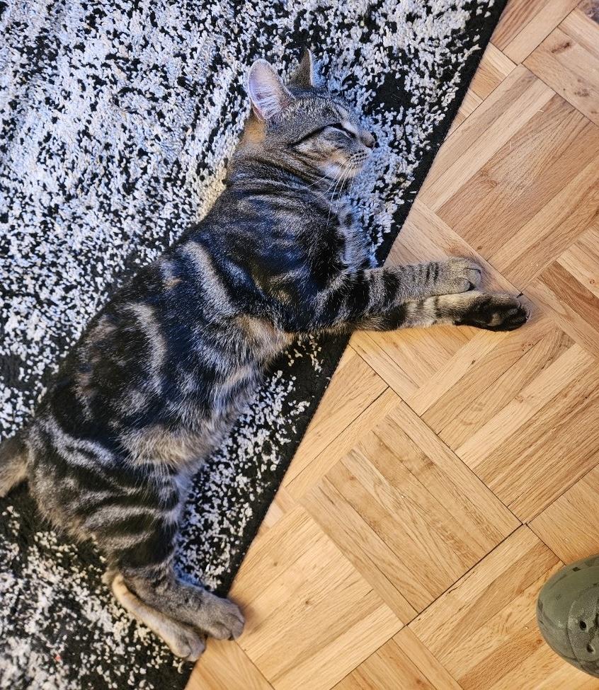 Enlarge BENNY, a Adoptable Tabby in Churchville, PA image 2/4