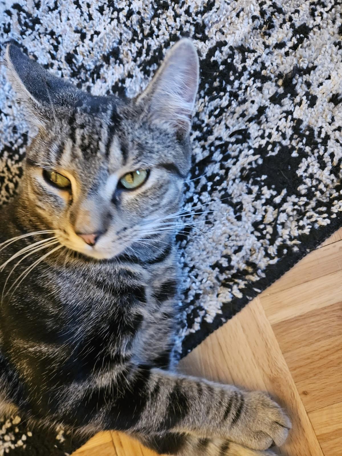 Enlarge BENNY, a Adoptable Tabby in Churchville, PA image 4/4