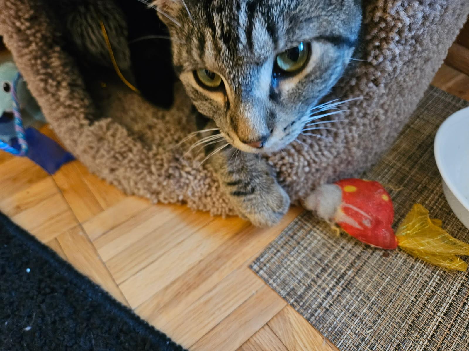 Enlarge BENNY, a Adoptable Tabby in Churchville, PA image 3/4