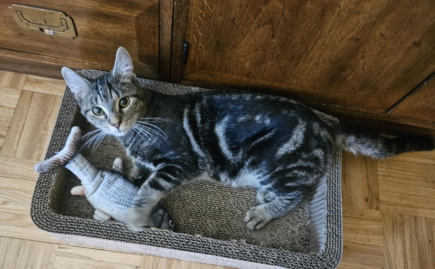 BENNY, Adoptable, Young Male Tabby.