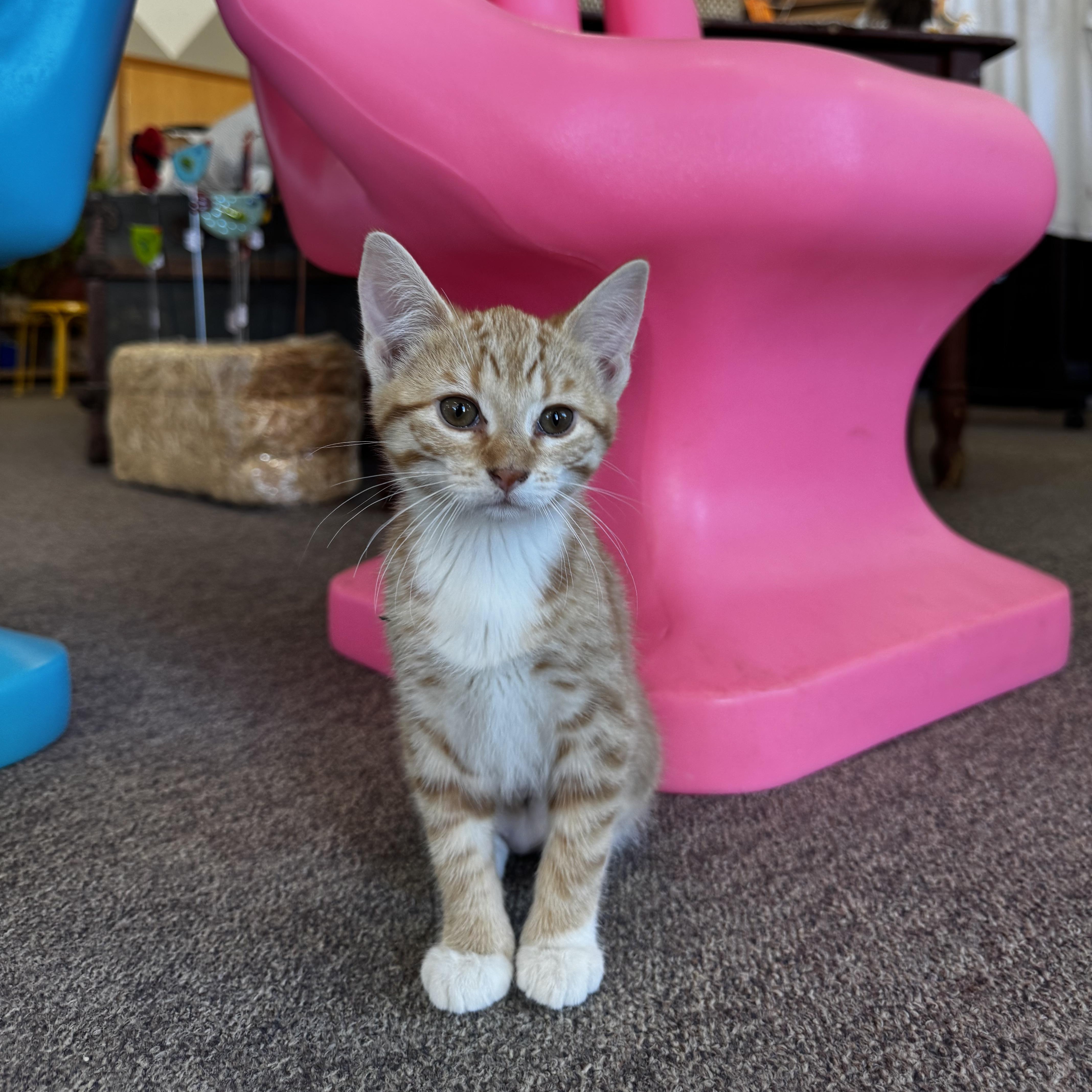 Aclysm, a ADOPTABLE Domestic Short Hair in Owatonna, MN image 3/4
