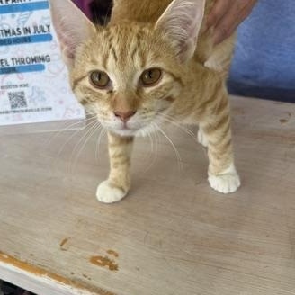 Aclysm, a ADOPTABLE Domestic Short Hair in Owatonna, MN image 2/4