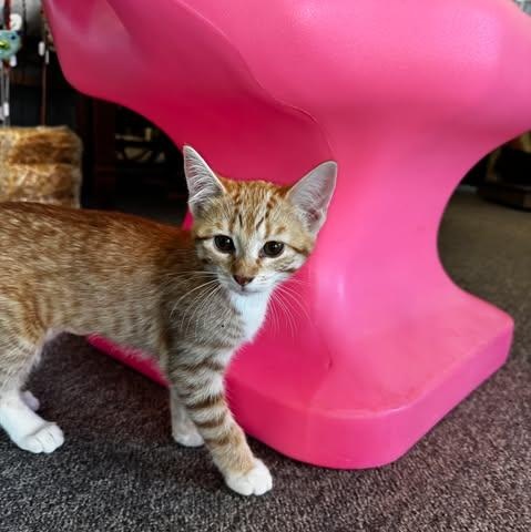 Aclysm, a ADOPTABLE Domestic Short Hair in Owatonna, MN image 4/4