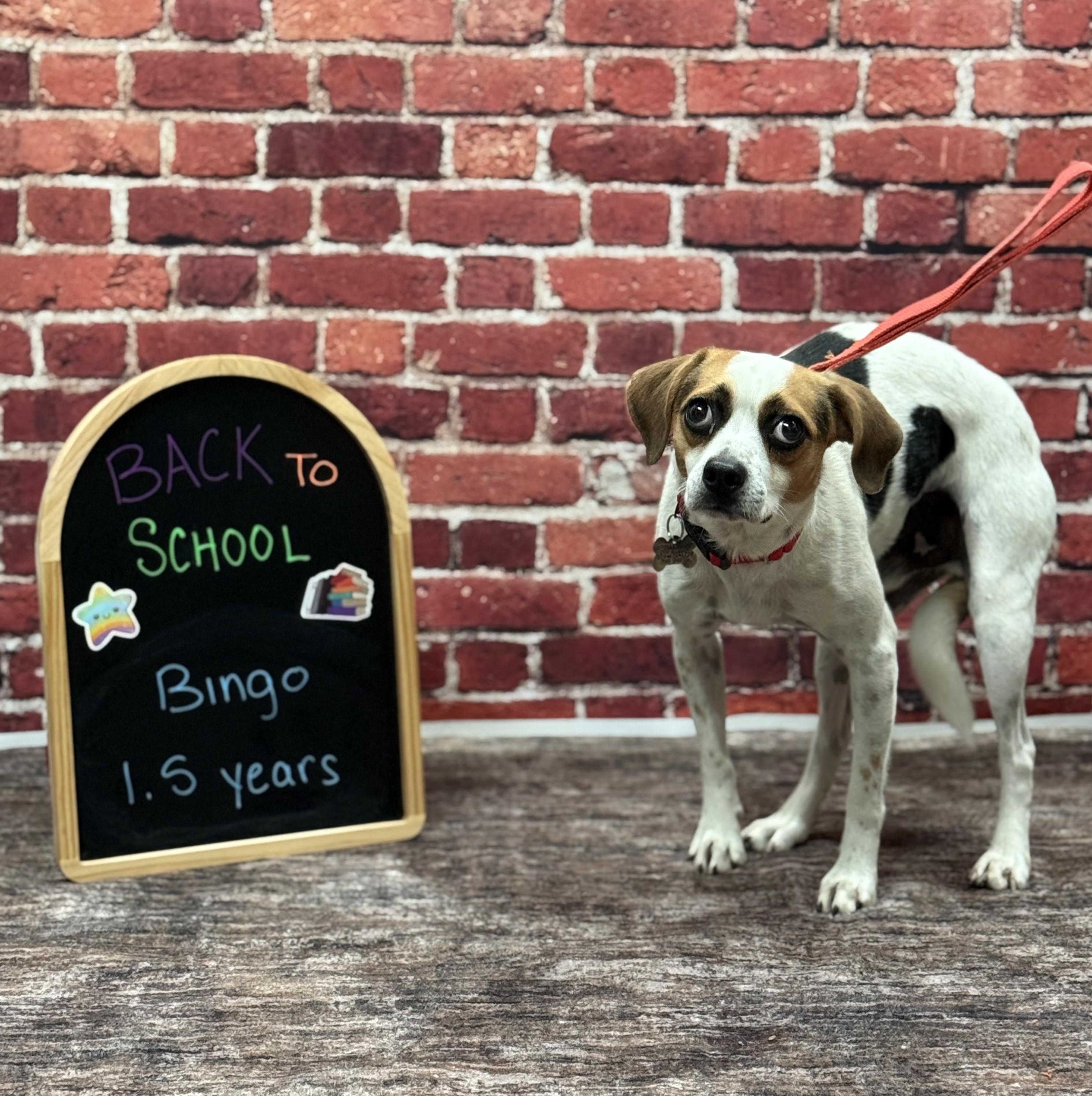 Enlarge Bingo, a Adoptable mixed breed in Albany, NY image 6/6