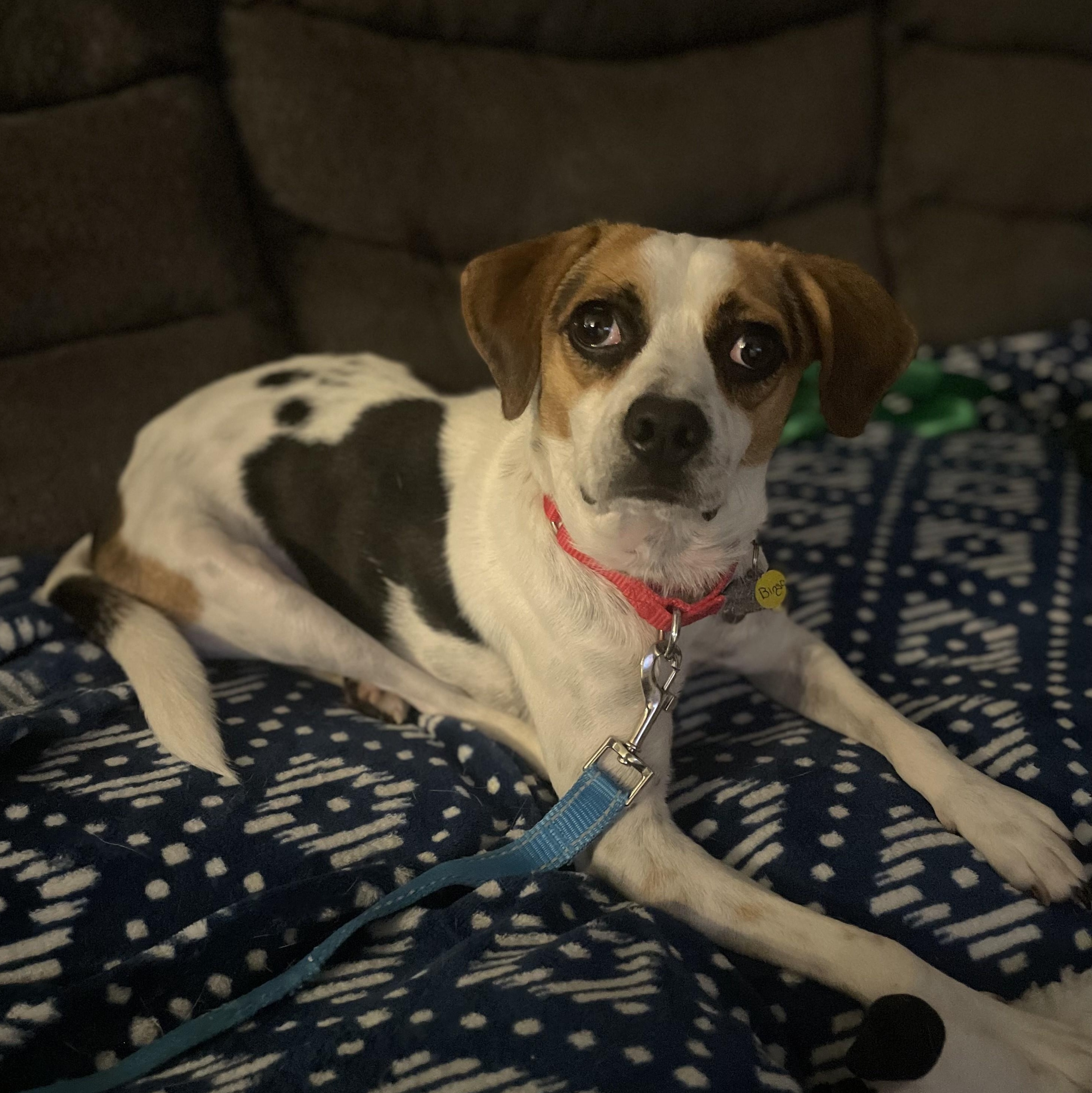 Enlarge Bingo, a Adoptable mixed breed in Albany, NY image 1/6