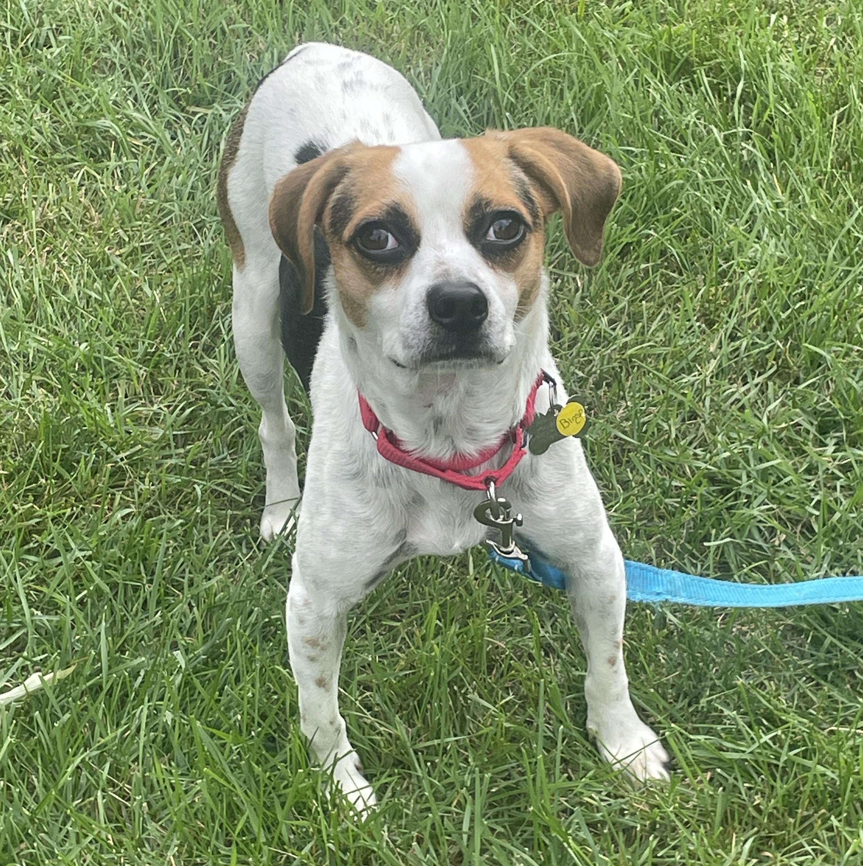 Enlarge Bingo, a Adoptable mixed breed in Albany, NY image 2/6