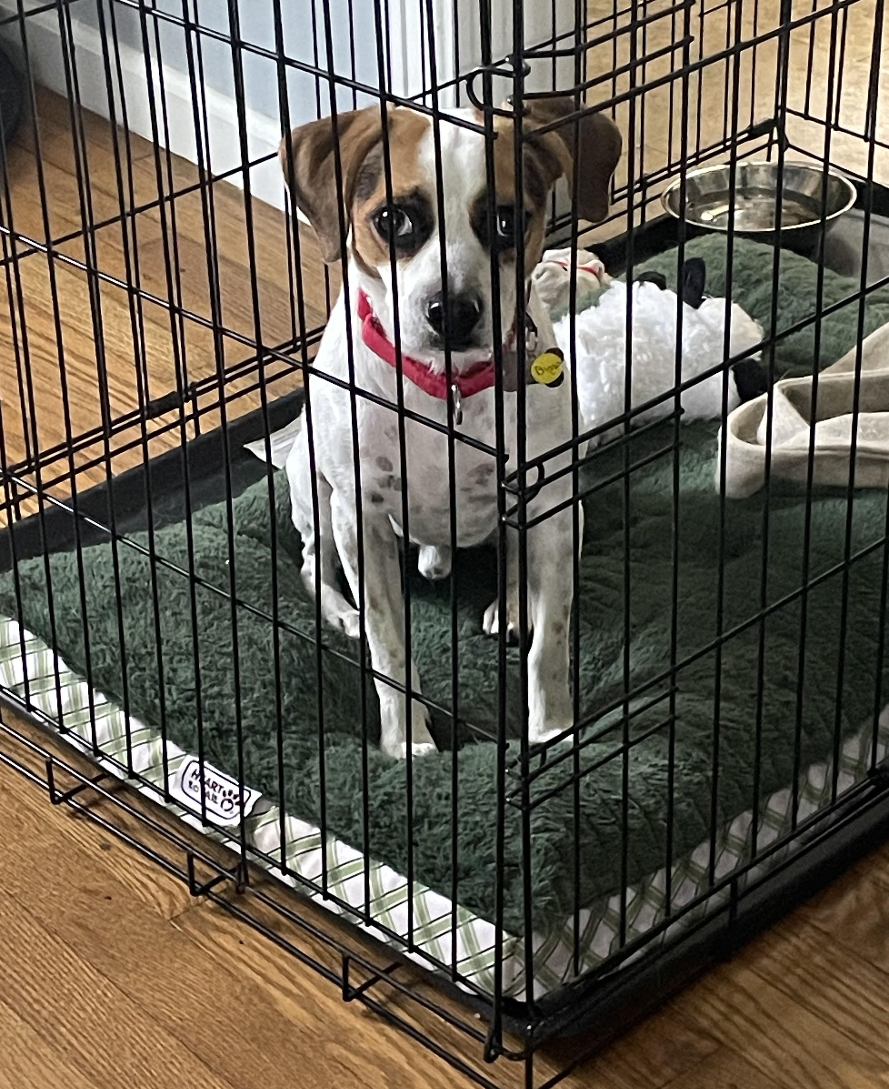 Enlarge Bingo, a Adoptable mixed breed in Albany, NY image 5/6