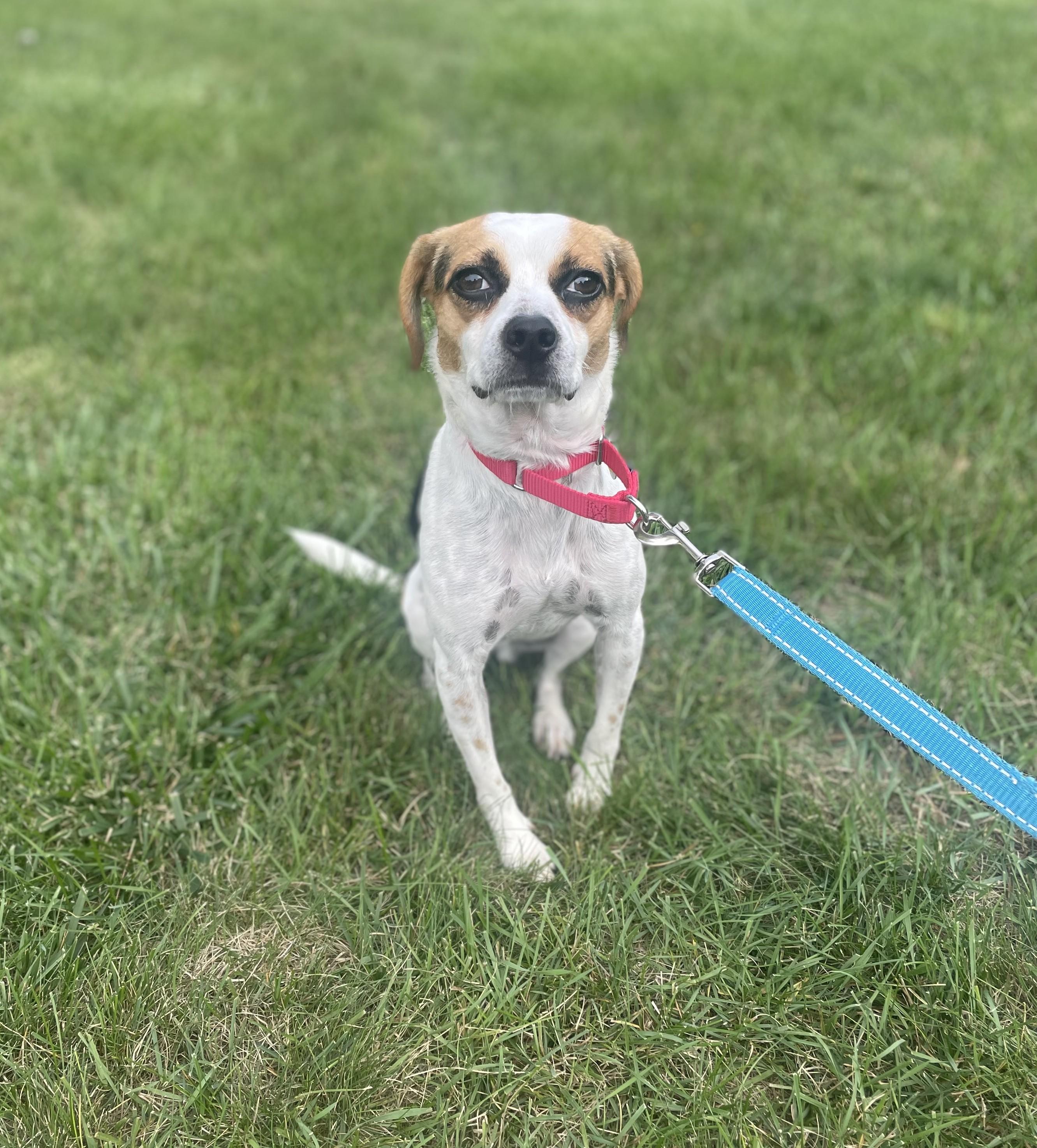 Enlarge Bingo, a Adoptable mixed breed in Albany, NY image 3/6