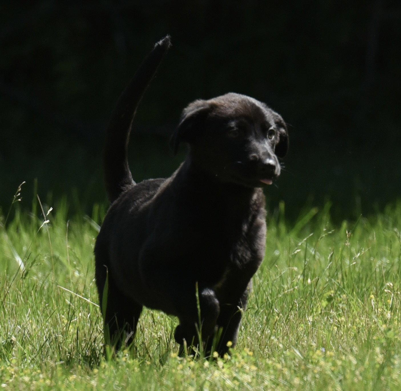 Naya, Adoptable, Puppy Female Labrador Retriever & German Shepherd Dog.