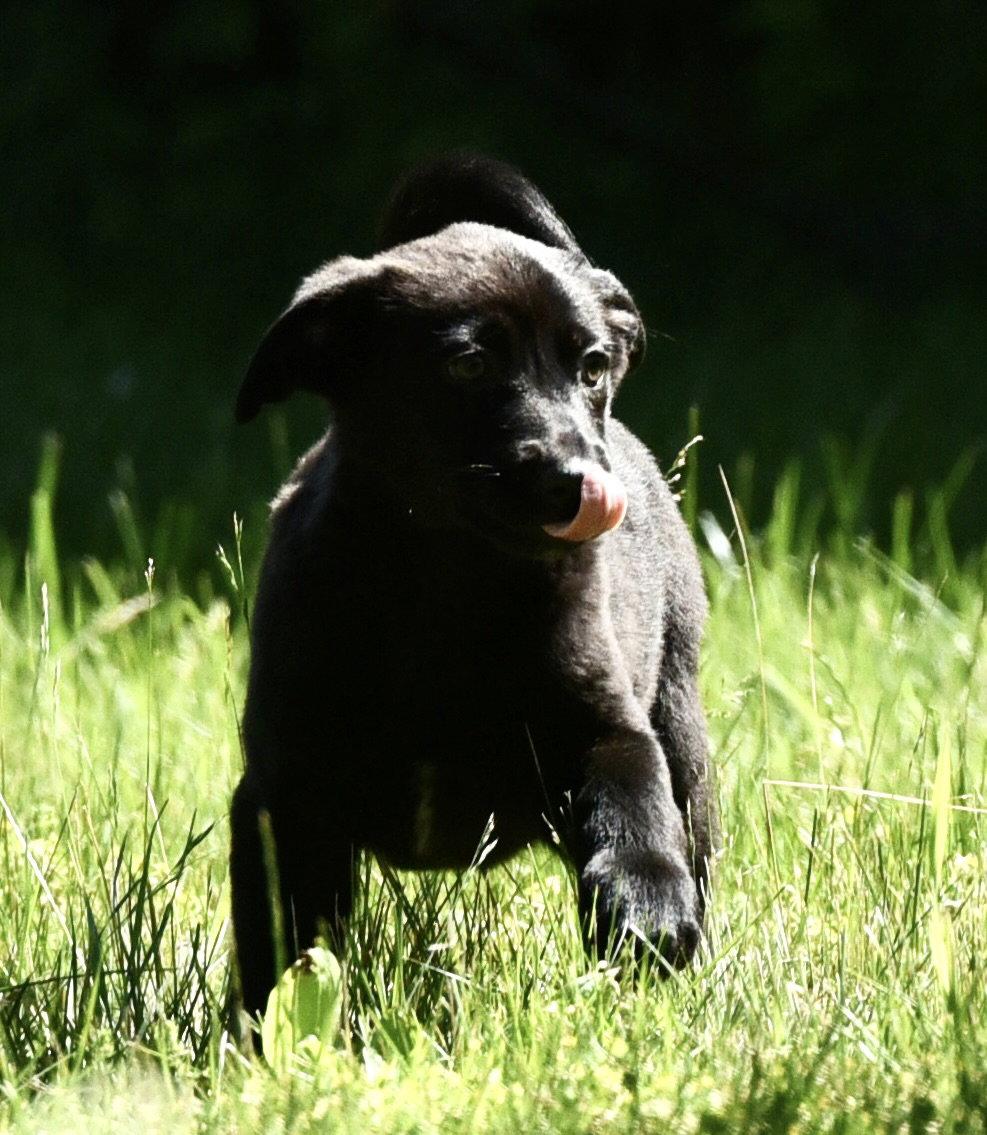 Enlarge Naya, a Adopted mixed breed in Mechanicsburg, PA image 2/3