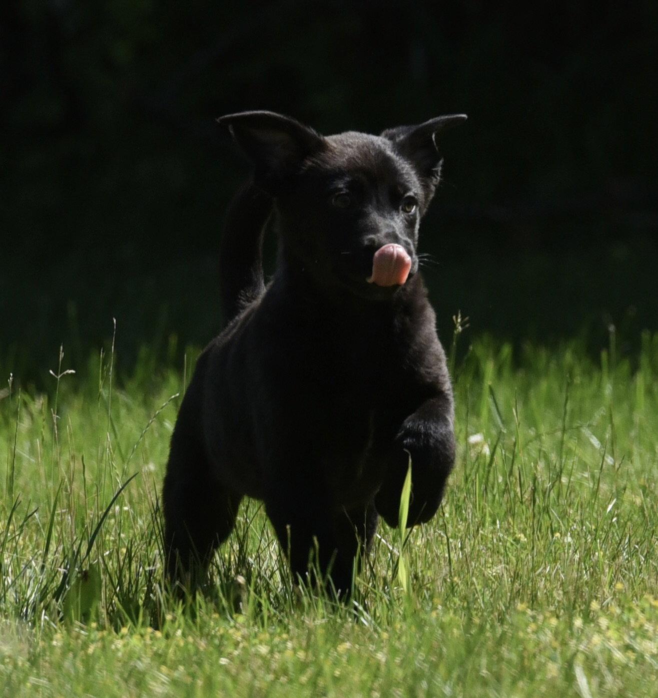 Enlarge Naya, a Adopted mixed breed in Mechanicsburg, PA image 3/3