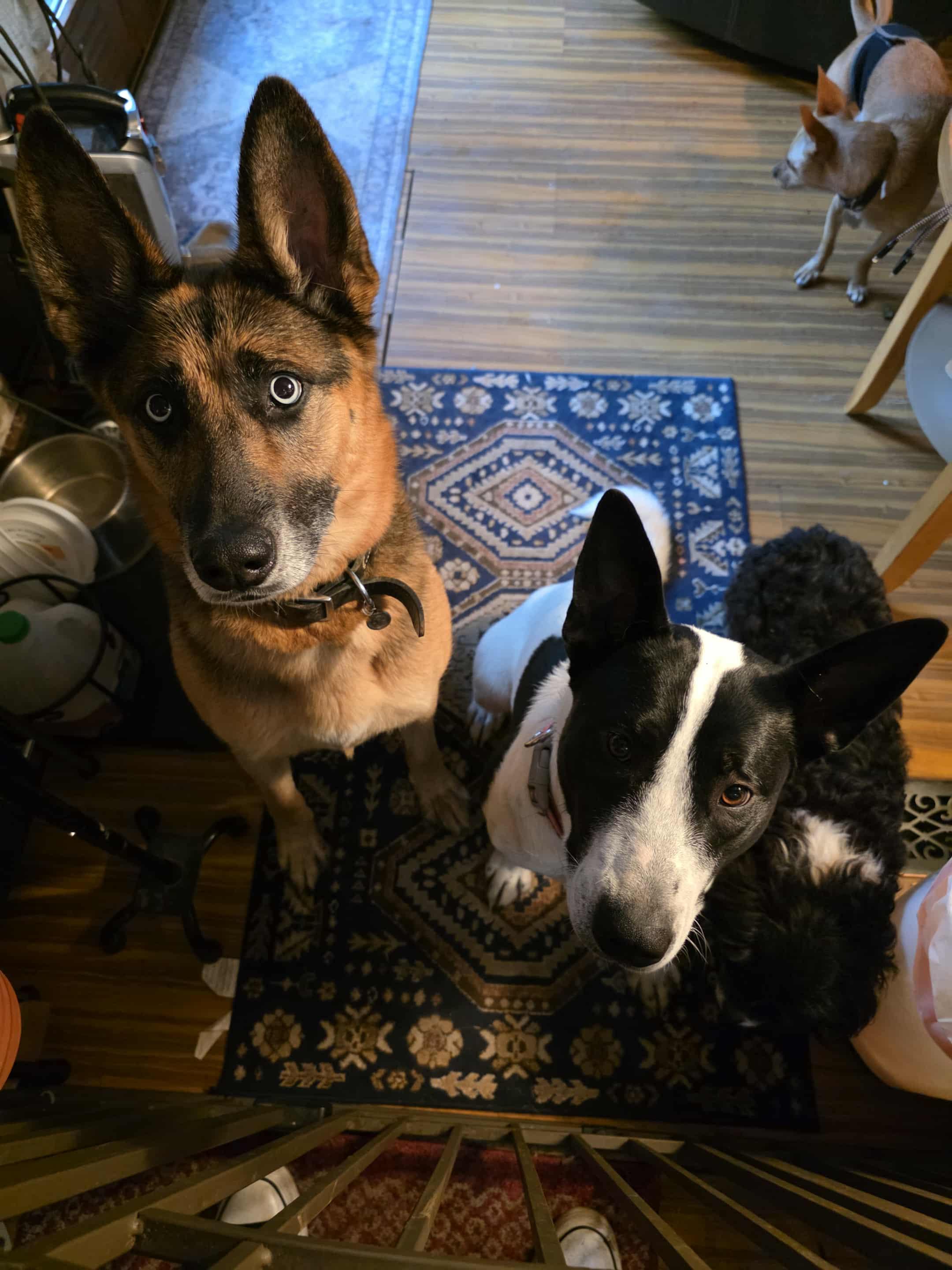 Piper , a Adoptable mixed breed in Portland, OR image 2/6