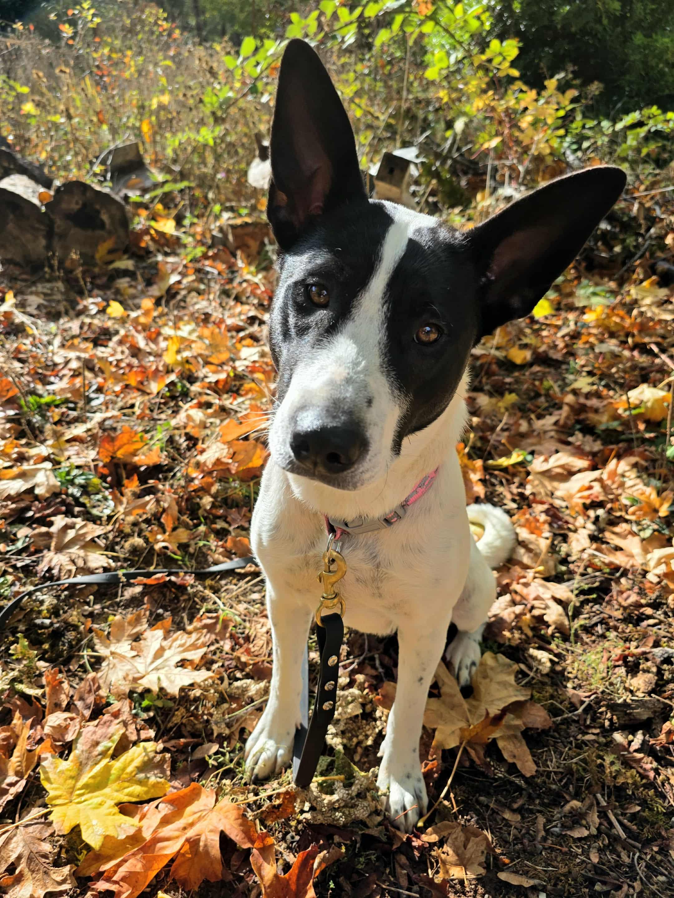 Piper , a Adoptable mixed breed in Portland, OR image 1/6
